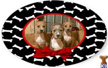 american pit bull puppy posted by Detroit Big Dogs